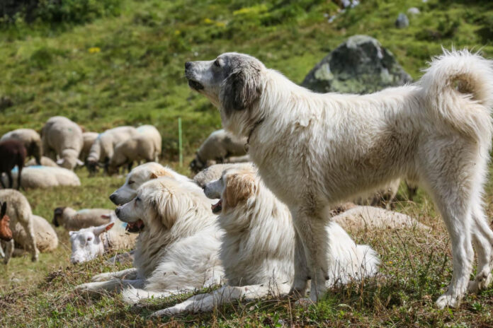 dogs-sweat-glands-exploring-canine-perspiration-mechanisms.jpg Dogs’ Sweat Glands: Exploring Canine Perspiration Mechanisms