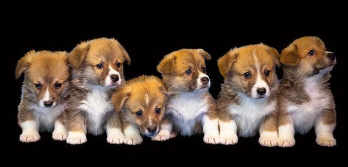 top-small-dog-breeds-for-novice-owners-expert-recommendations.jpg Top Small Dog Breeds for Novice Owners: Expert Recommendations