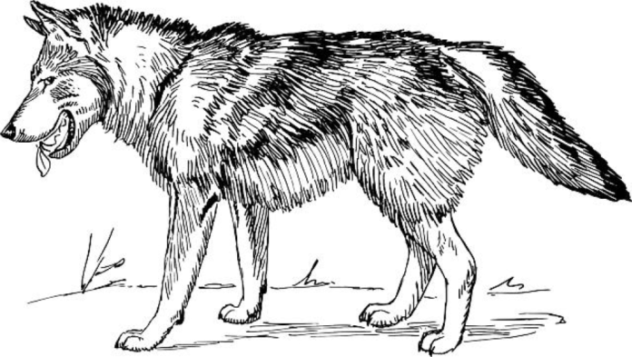 Understanding Canine Biology: Can Dogs Regrow Whiskers