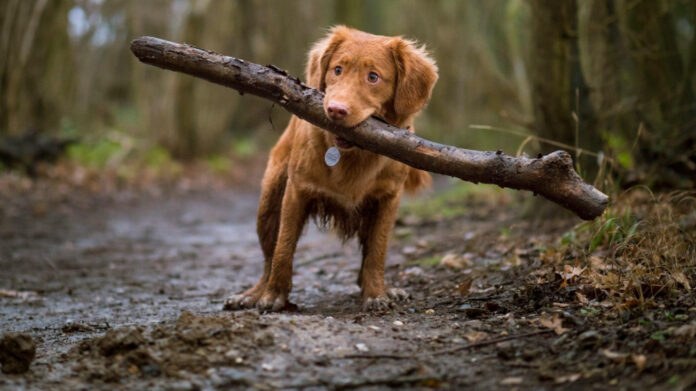 Essential First Time Dog Owner Checklist: Your Complete Guide