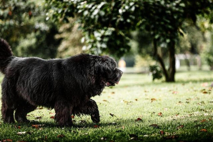 Comparing Newfoundland Dog Similar Breeds: A Comprehensive Analysis