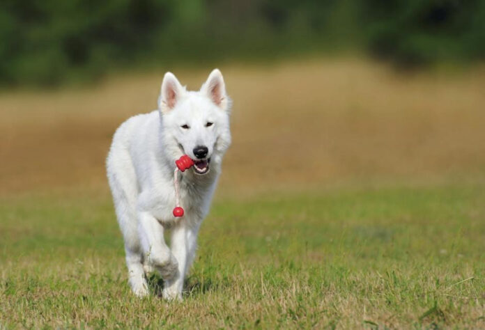 the-worlds-best-trained-dog-an-in-depth-analysis.jpeg The World’s Best Trained Dog: An In-Depth Analysis