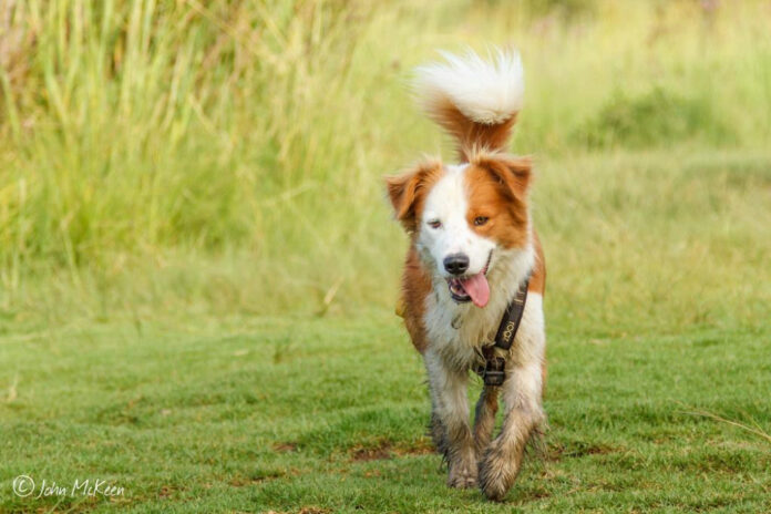 Effective Ways to Stop Excessive Dog Licking