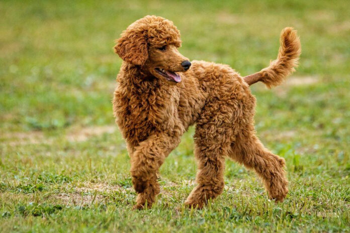 The Original Purpose of Poodles: A Breed Analysis