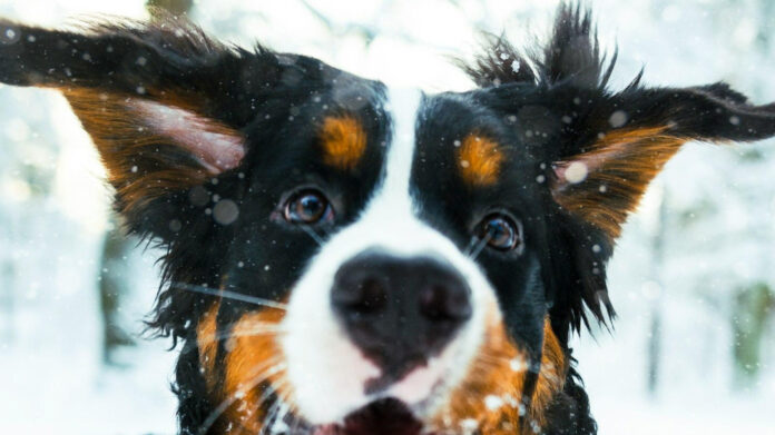 top-10-nutritious-dog-treats-healthy-edibles-for-canine-wellness.jpg Top 10 Nutritious Dog Treats: Healthy Edibles for Canine Wellness