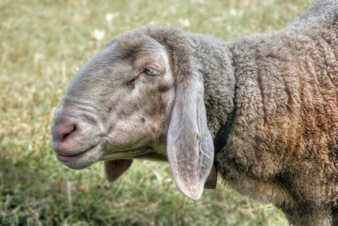 Unbelievably Bizarre Animals You’ll Never Guess