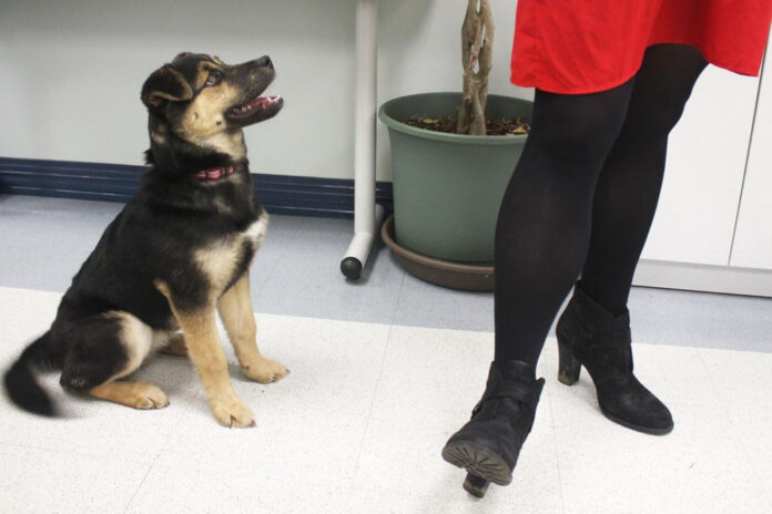understanding-canine-cognition-do-dogs-think-in-words.jpg Understanding Canine Cognition: Do Dogs Think in Words