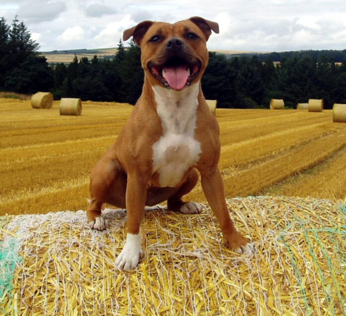 the-purpose-of-staffies-a-comprehensive-analysis.jpg The Purpose of Staffies: A Comprehensive Analysis