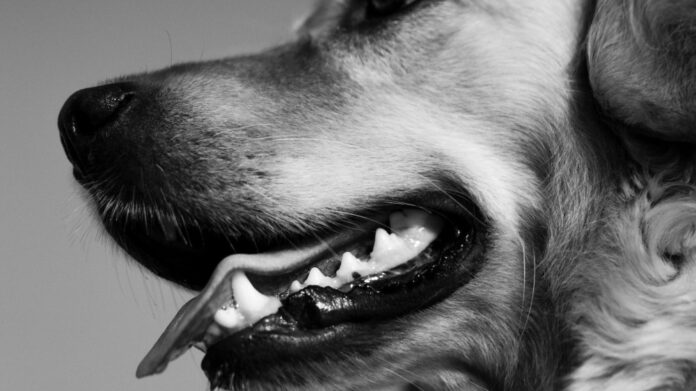 Examining the Myth: Is a Dog’s Mouth Cleaner than a Human’s Mouth