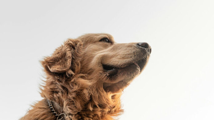 Golden Retriever and Cats: Understanding Their Compatibility