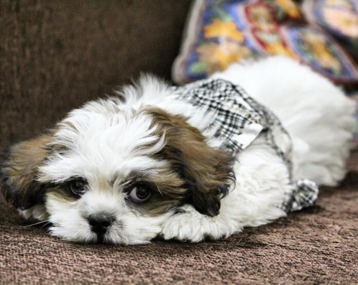 The Fascinating History of Lhasa Apso Dogs