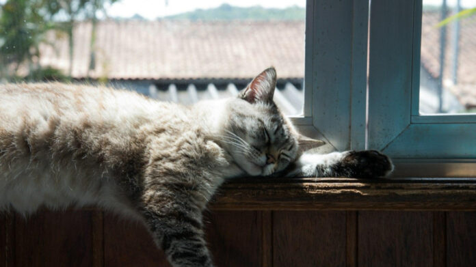 The Dynamics of Cats and Dogs Living Together: A Comprehensive Analysis