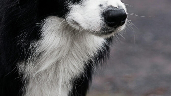 The Science of Dog Smiling: Understanding Canine Facial Expressions