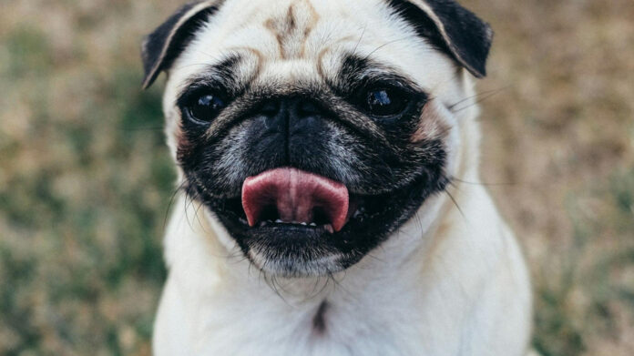 Do Pugs Get Along with Cats? The Ultimate Guide