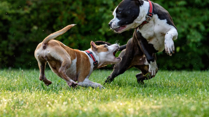 Top Low-Maintenance Dogs: Easy Care Guide