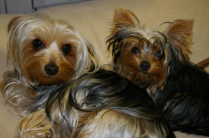 the-origins-of-yorkies-uncovering-their-history.jpg The Origins of Yorkies: Uncovering Their History