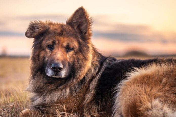 uncover-the-reasons-why-your-dog-is-constantly-licking-himself.jpg Uncover the Reasons Why Your Dog Is Constantly Licking Himself