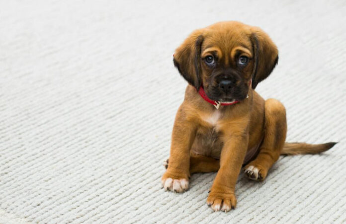 Ultimate Guide to Puppy Info: Must-Know Facts for Dog Owners