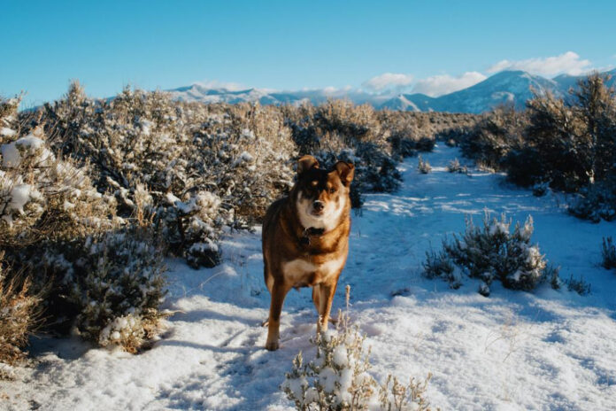 Mastering the Art of Dog Sit and Stay Commands: A Comprehensive Guide