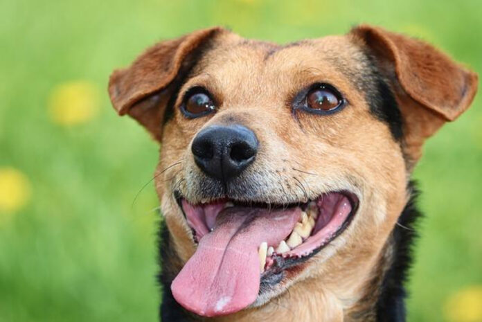 Discover the Top 10 Small Breed Dogs for Your Lifestyle