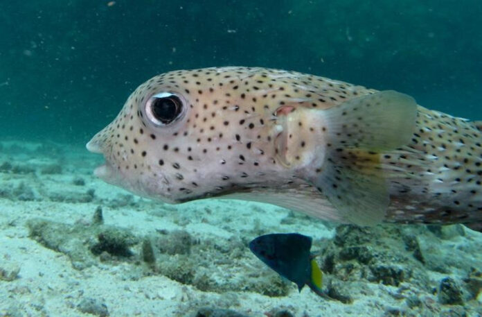 Unbearably Cute: The Top 10 Most Difficult Animal Names Ever
