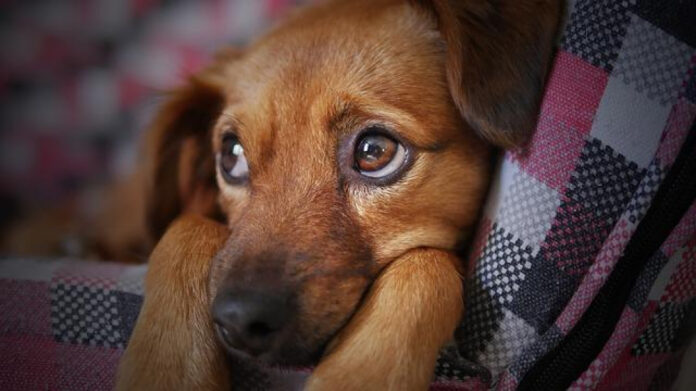 When Do Puppies Teeth the Most: A Guide to Managing Their Chewing Phase