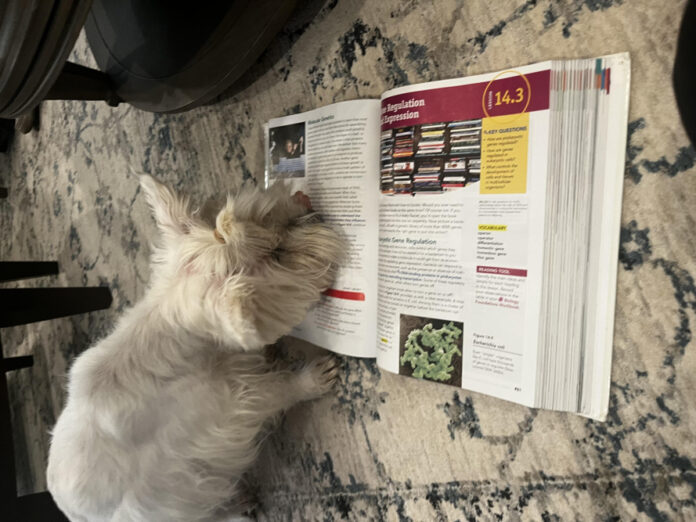 Can Dogs Understand You? An In-Depth Analysis