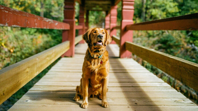top-dog-breeds-that-get-along-with-cats.jpg Top Dog Breeds That Get Along with Cats