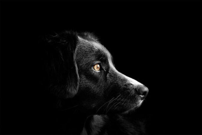 The Best Dog Breeds for Senior Citizens: A Comprehensive Guide