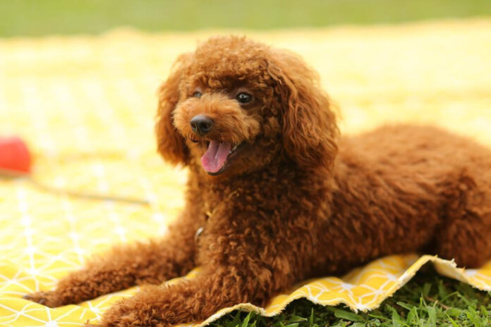 Top 10 Small Dog Breeds: 10 Pounds and Under
