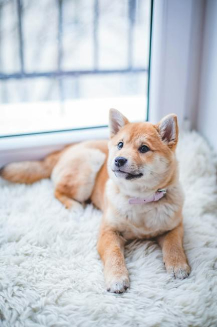 understanding-the-benefits-of-dog-breed-mixer.jpeg Understanding the Benefits of Dog Breed Mixer