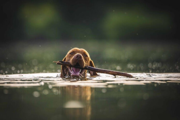 Top 10 Water-Loving Dogs: Breeds That Thrive in the Water