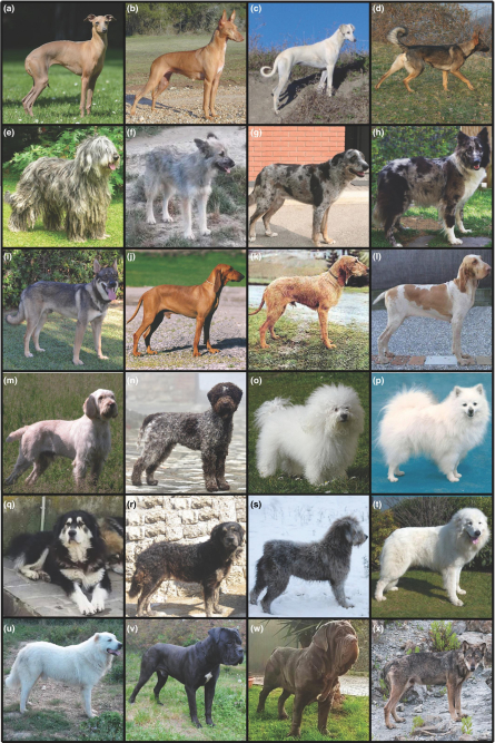 the-breeds-of-police-dogs-a-comprehensive-guide.jpg The Breeds of Police Dogs: A Comprehensive Guide