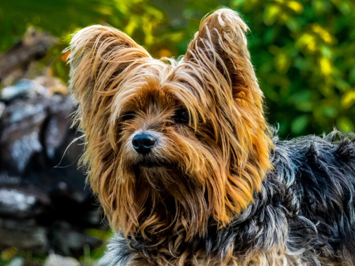 top-10-small-dog-breeds-perfect-pets-for-any-home.jpg Top 10 Small Dog Breeds: Perfect Pets for Any Home