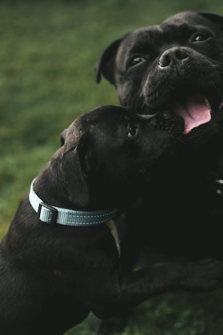 the-purpose-of-staffordshire-bull-terrier-breeding.jpeg The Purpose of Staffordshire Bull Terrier Breeding