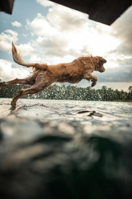 wild-and-wacky-animal-actions-a-z.jpeg Wild and Wacky: Animal Actions A-Z
