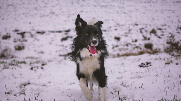Understanding the Canine Dental Formula: A Comprehensive Guide