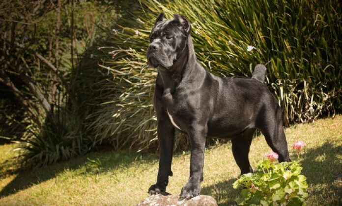the-top-10-most-active-dog-breeds-a-comprehensive-guide.jpg The Top 10 Most Active Dog Breeds: A Comprehensive Guide