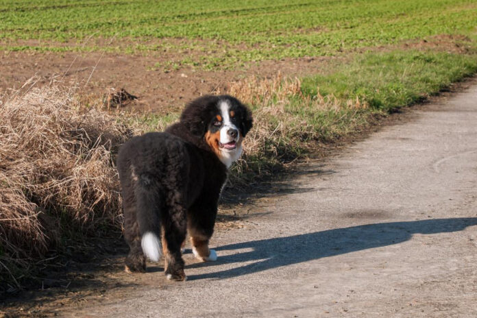 effective-ways-to-stop-your-dogs-excessive-licking.jpg Effective Ways to Stop Your Dog’s Excessive Licking