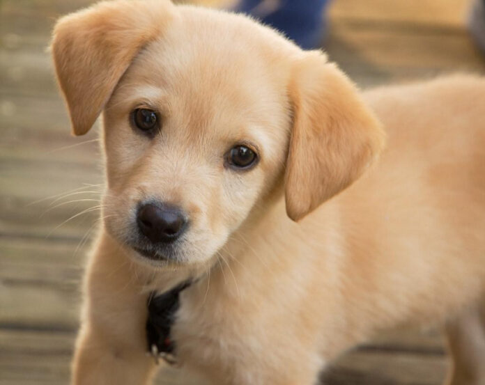 The Essential Puppy Supply Checklist: A Comprehensive Guide