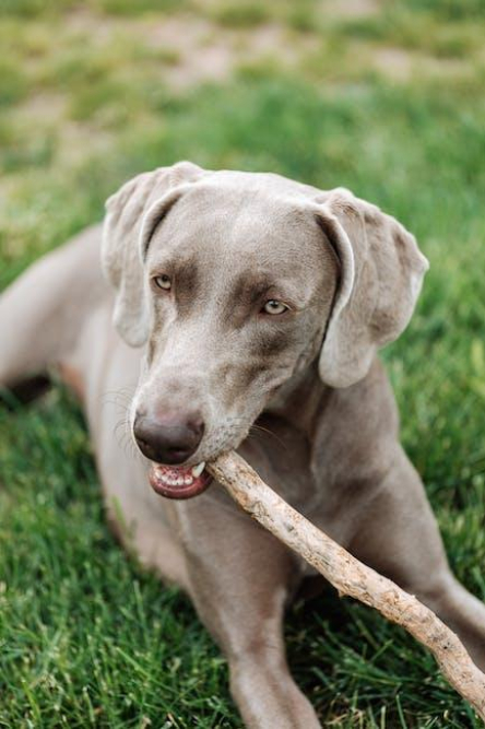 effective-methods-to-prevent-dog-chewing.jpeg Effective Methods to Prevent Dog Chewing