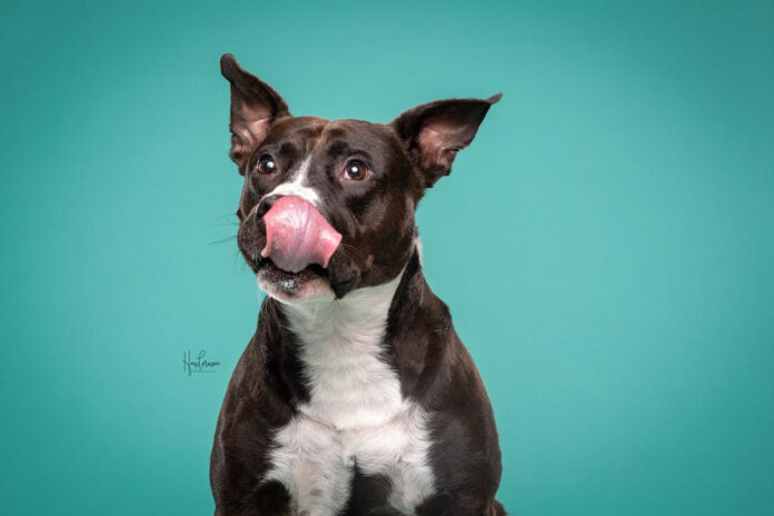 effective-ways-to-stop-dog-licking-expert-advice.jpg Effective Ways to Stop Dog Licking: Expert Advice