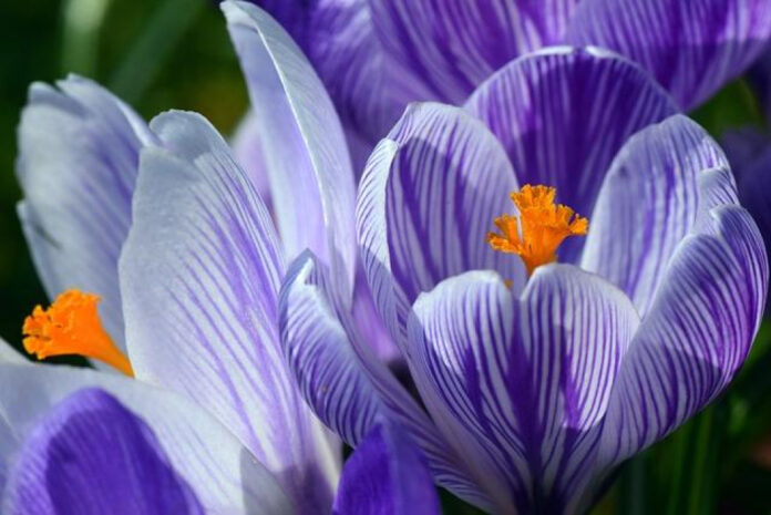 March Madness: What Holiday Falls in March