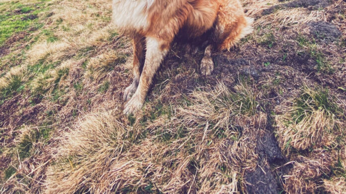 Canine Whisker Regrowth: What Owners Need to Know