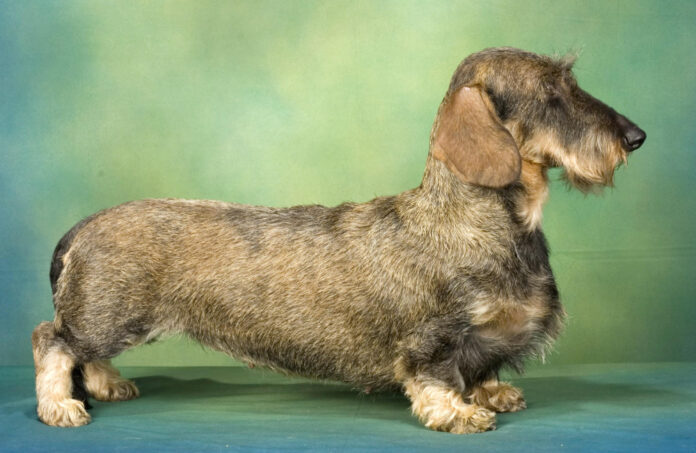 The Original Appearance of Dachshunds: A Historical Analysis