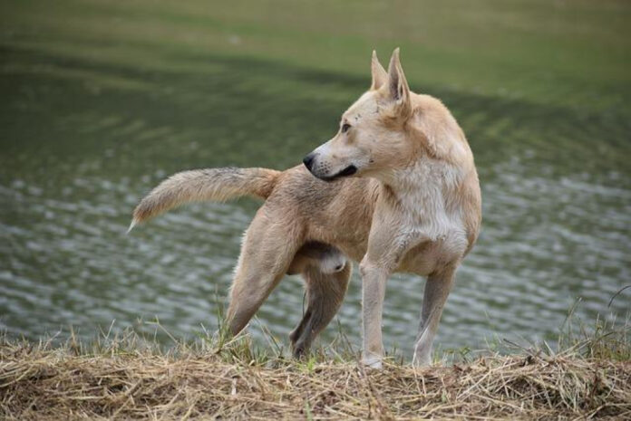 The Role and Impact of K9 Police Dogs in Law Enforcement