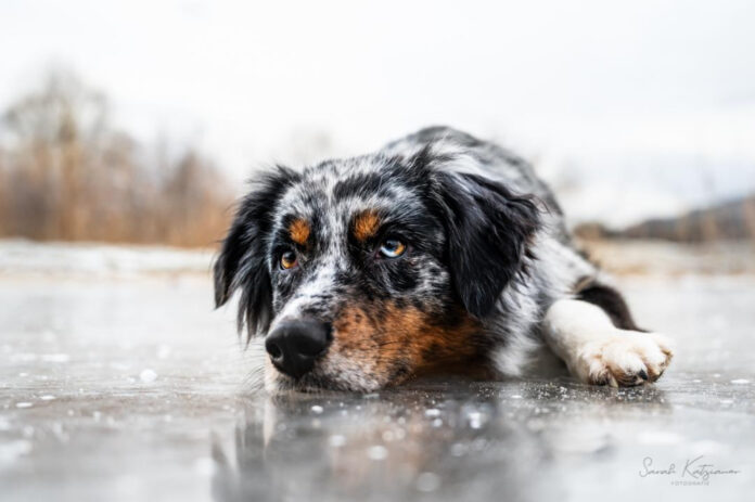 understanding-dogs-taste-perception-an-analytical-study.jpg Understanding Dogs’ Taste Perception: An Analytical Study
