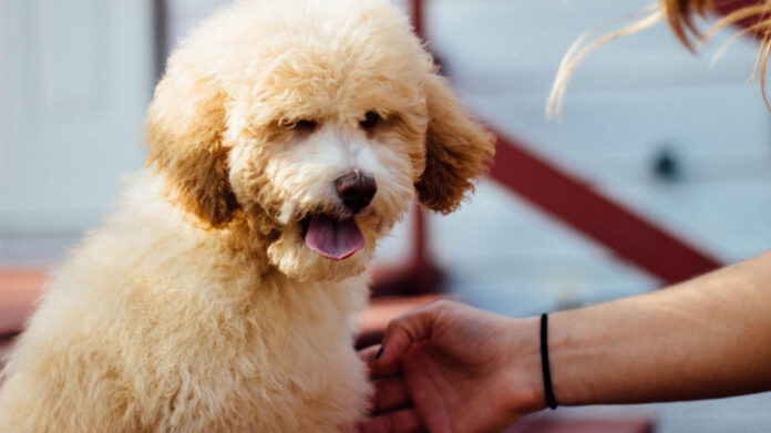 the-multi-faceted-roles-of-poodles-from-working-dog-to-companion.jpg The Multi-Faceted Roles of Poodles: From Working Dog to Companion