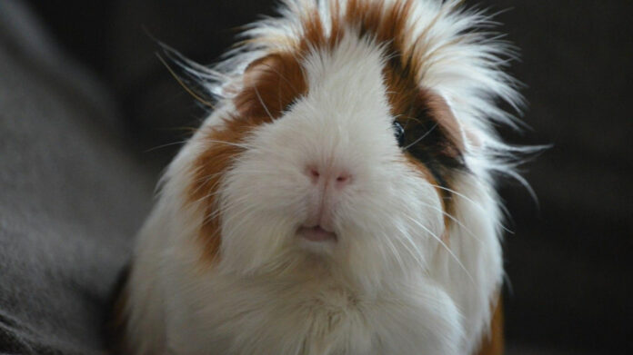 Pets on Santa’s Naughty List: Analyzing the Reasons and Consequences