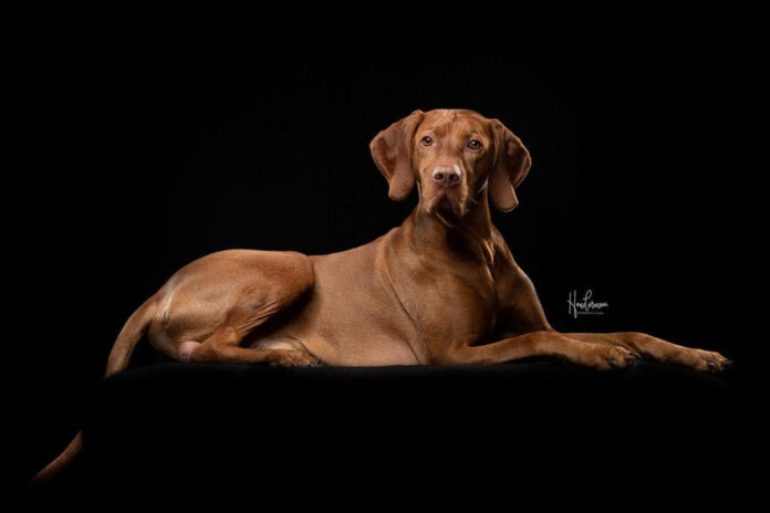 exploring-the-truth-is-vizsla-really-a-hound.jpg Exploring the Truth: Is Vizsla Really a Hound